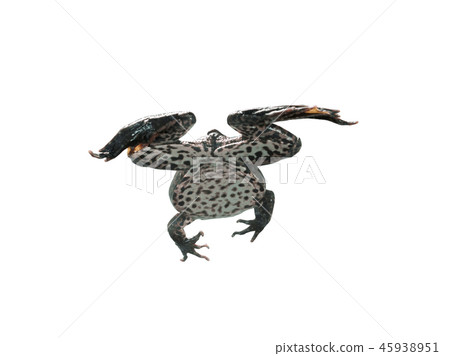 Frog in different angles on a white background. 45938951
