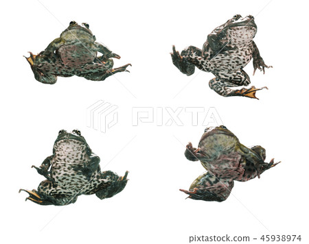 Frog in different angles on a white background. 45938974