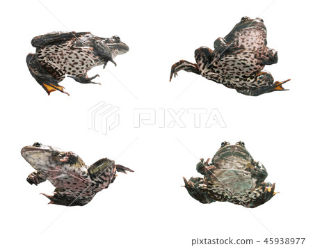 Frog in different angles on a white background. 45938977