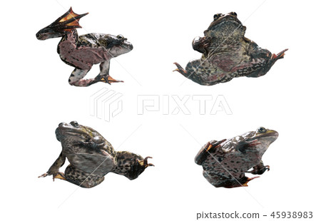 Frog in different angles on a white background. 45938983