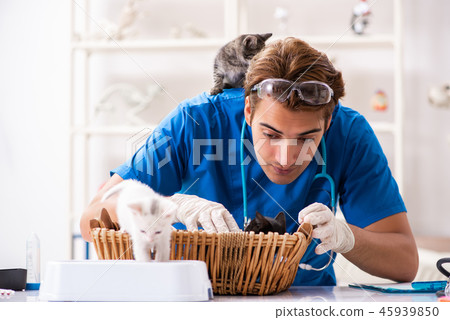 Vet doctor examining kittens in animal hospital Vet doctor examining kittens in animal hospital 45939850