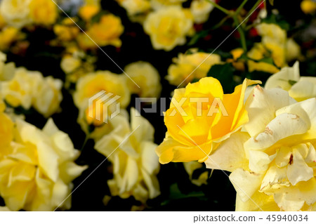 rose rose 45940034