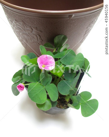 Gardening image Flower seedlings and planters 45940156