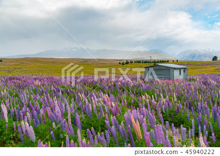 Full bloom lupine flower over glass field 45940222