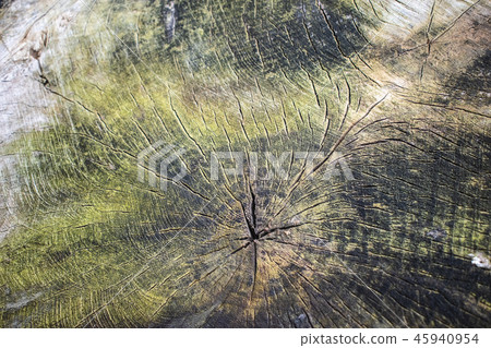 Background from old cut tree. Wooden Texture background Background from old cut tree. Wooden Texture background 45940954