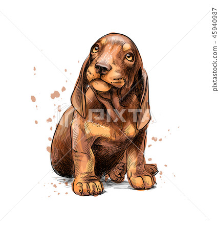 Dachshund puppy from a splash of watercolor, hand drawn sketch 45940987