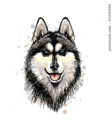Portrait of the head of the Siberian Husky with blue eyes 45940989