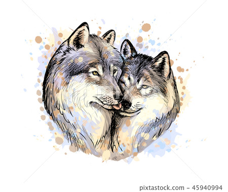 Portrait of wolves from a splash of watercolor, hand drawn sketch 45940994