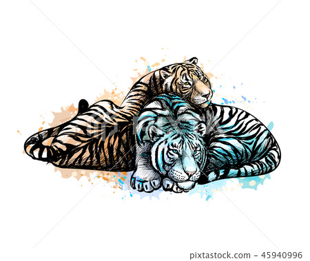 Two tigers yellow and white from a splash of watercolor 45940996
