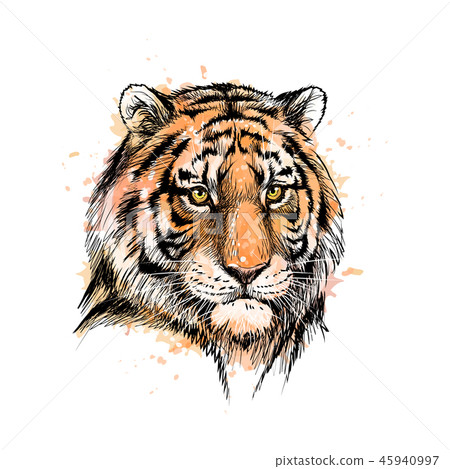 Portrait of a tiger head from a splash of watercolor 45940997