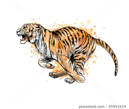 Tiger running from a splash of watercolor, hand drawn sketch 45941014