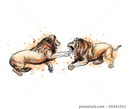Two fighting lions from a splash of watercolor, hand drawn sketch 45941031