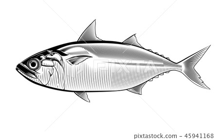 Short mackerel. Vintage hand drawn illustration  45941168