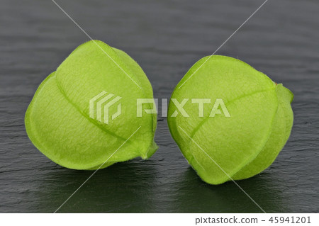 Fuusenkazura(深度構圖) Fuusenkazura(深度構圖) 45941201