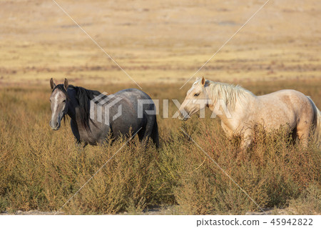Wild Horses in the Utah Desert Wild Horses in the Utah Desert 45942822