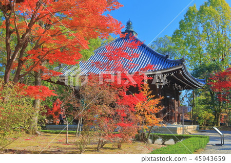 Ninna-ji Temple of autumn leaves 45943659