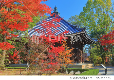 Ninna-ji Temple of autumn leaves 45943660
