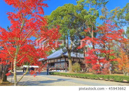 Ninna-ji Temple of autumn leaves 45943662