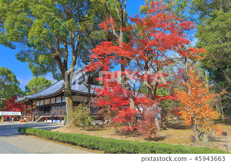 Ninna-ji Temple of autumn leaves 45943663