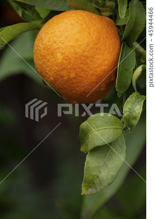 Orange ripening on tree with raindrops in Moroccan Orange ripening on tree with raindrops in Moroccan 45944466