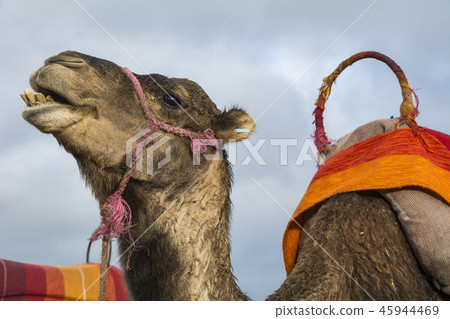Camel and colourful saddle on outskirts of Marrake Camel and colourful saddle on outskirts of Marrake 45944469