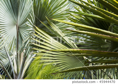 Exotic plants at gardens in Marrakesh in Morocco 45944470
