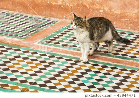 Cat walking across traditional Moroccan tiles in M 45944471