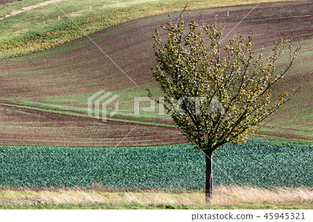 Landscape with tree, South Moravia 45945321