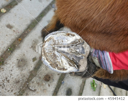 Blacksmith assistant keeps horseshoe of hind leg. Blacksmith assistant keeps horseshoe of hind leg. 45945412