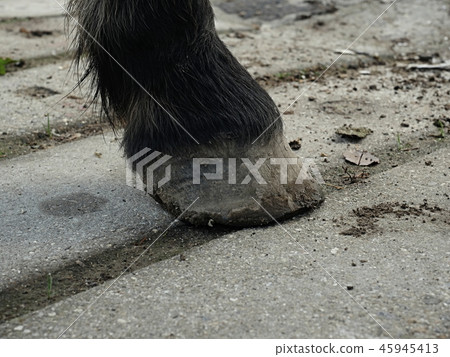 Hoofs after blacksmith care.Detail of unshod horse Hoofs after blacksmith care.Detail of unshod horse 45945413
