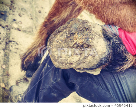Blacksmith keeps the horseshoe of hind leg. Blacksmith keeps the horseshoe of hind leg. 45945415