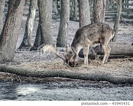 Deer spotted searches corns in autumn leaves Deer spotted searches corns in autumn leaves 45945431