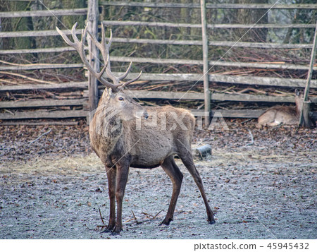 Red deer ( Cervus elaphus ) at wooden fence 45945432