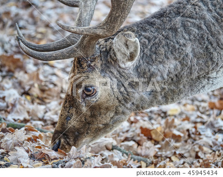 Sturdy fallow deer feeds on beechnut in dry leaves 45945434