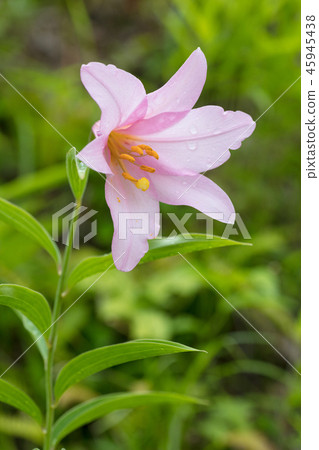 Lily flowers Lily flowers 45945438