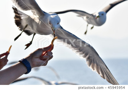 Seagull (image) Seagull (image) 45945954