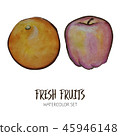 Watercolor orange and apple 45946148