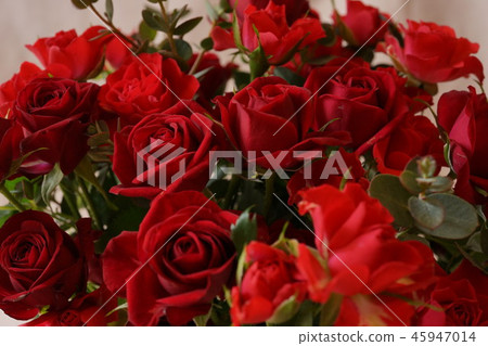 紅玫瑰全宏透鏡 45947014