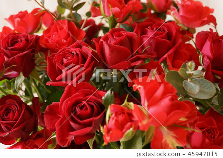 紅玫瑰全宏透鏡 45947015