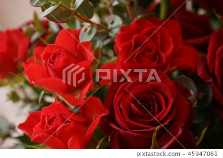 紅玫瑰全宏透鏡 45947061