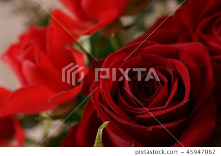 Red rose full macro lens 45947062