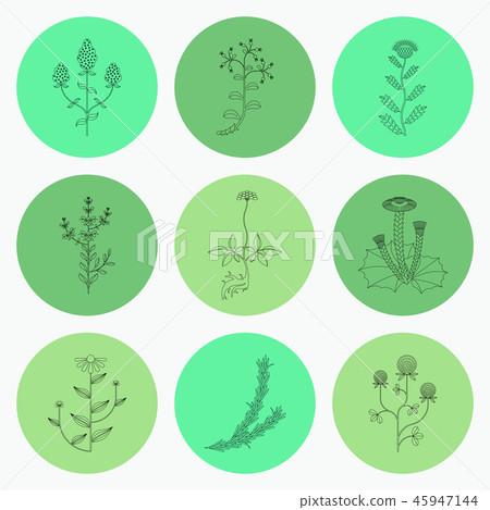 Medicinal herbs icons set Medicinal herbs icons set 45947144