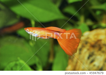 guppy (Poecilia reticulata) in aquarium 45947679