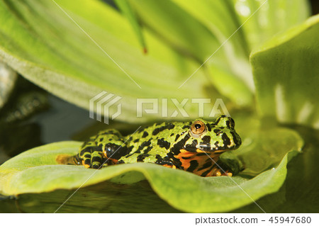 Oriental fire-bellied toad (Bombina orientalis) Oriental fire-bellied toad (Bombina orientalis) 45947680