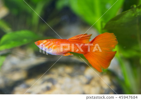 guppy (Poecilia reticulata) in aquarium 45947684