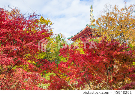Naritasan公園秋葉 Naritasan公園秋葉 45948291