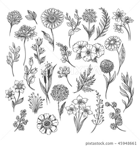 Drawing floral vintage template Royalty Free Vector Image