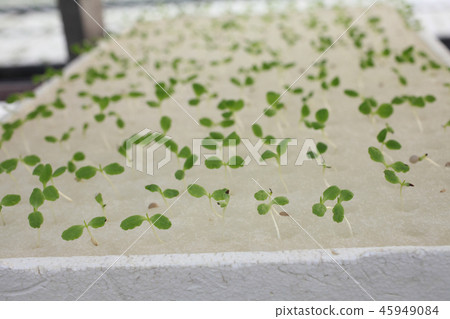 Making seedlings of hydroponic culture 45949084