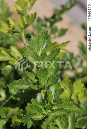 Soup celery leaves 45949160