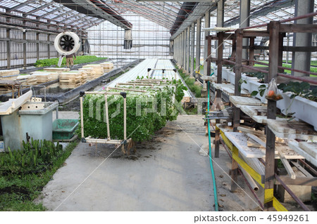 Hydroponics, harvest vegetable carrier of vegetable plant Hydroponics, harvest vegetable carrier of vegetable plant 45949261